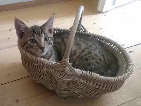 Kater im Korb